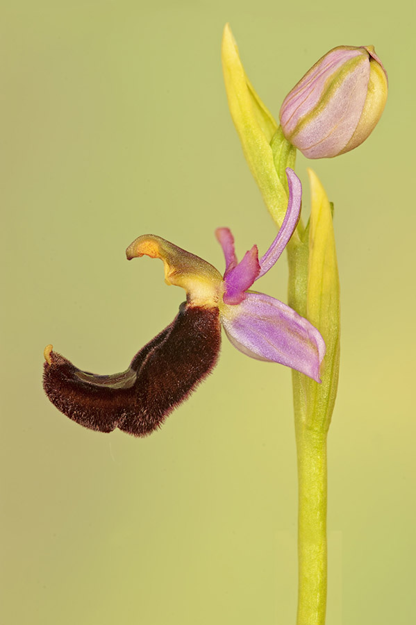 4 orchidee da determinare